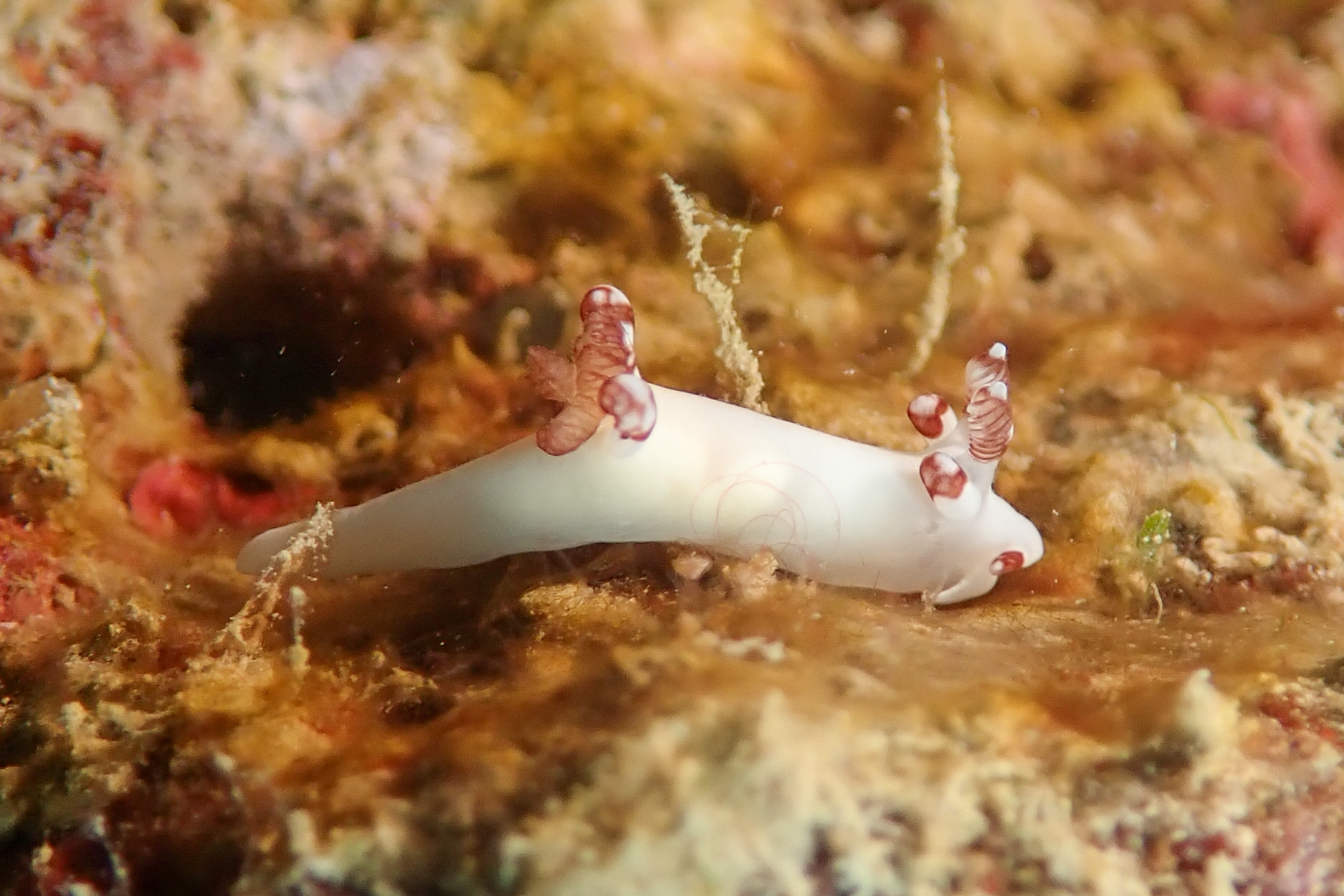 ダーベルウミウシ Trapania darvelli Rudman, 1987