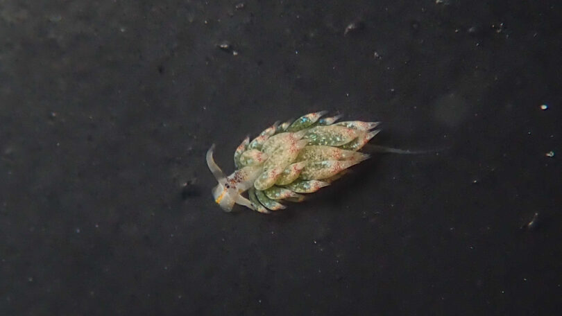 テングモウミウシ Costasiella kuroshimae Ichikawa, 1993