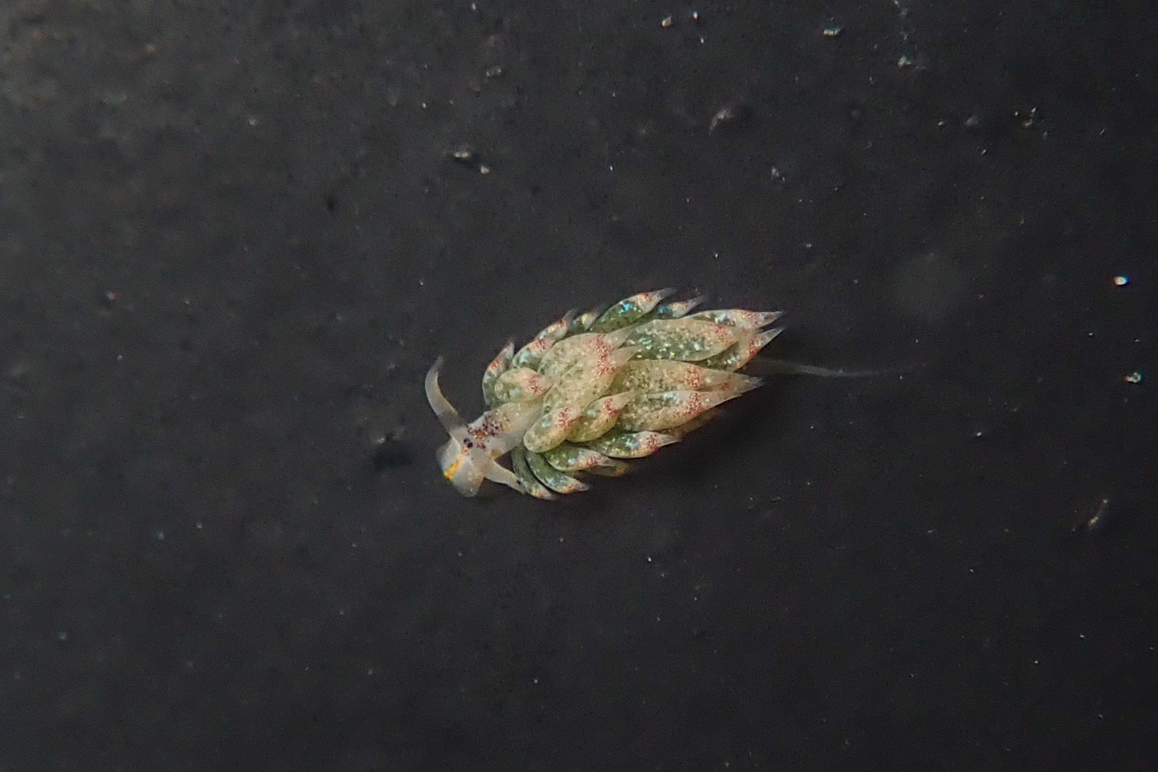 テングモウミウシ Costasiella kuroshimae Ichikawa, 1993