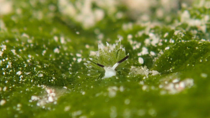 ウサギモウミウシ Costasiella usagi Ichikawa, 1993
