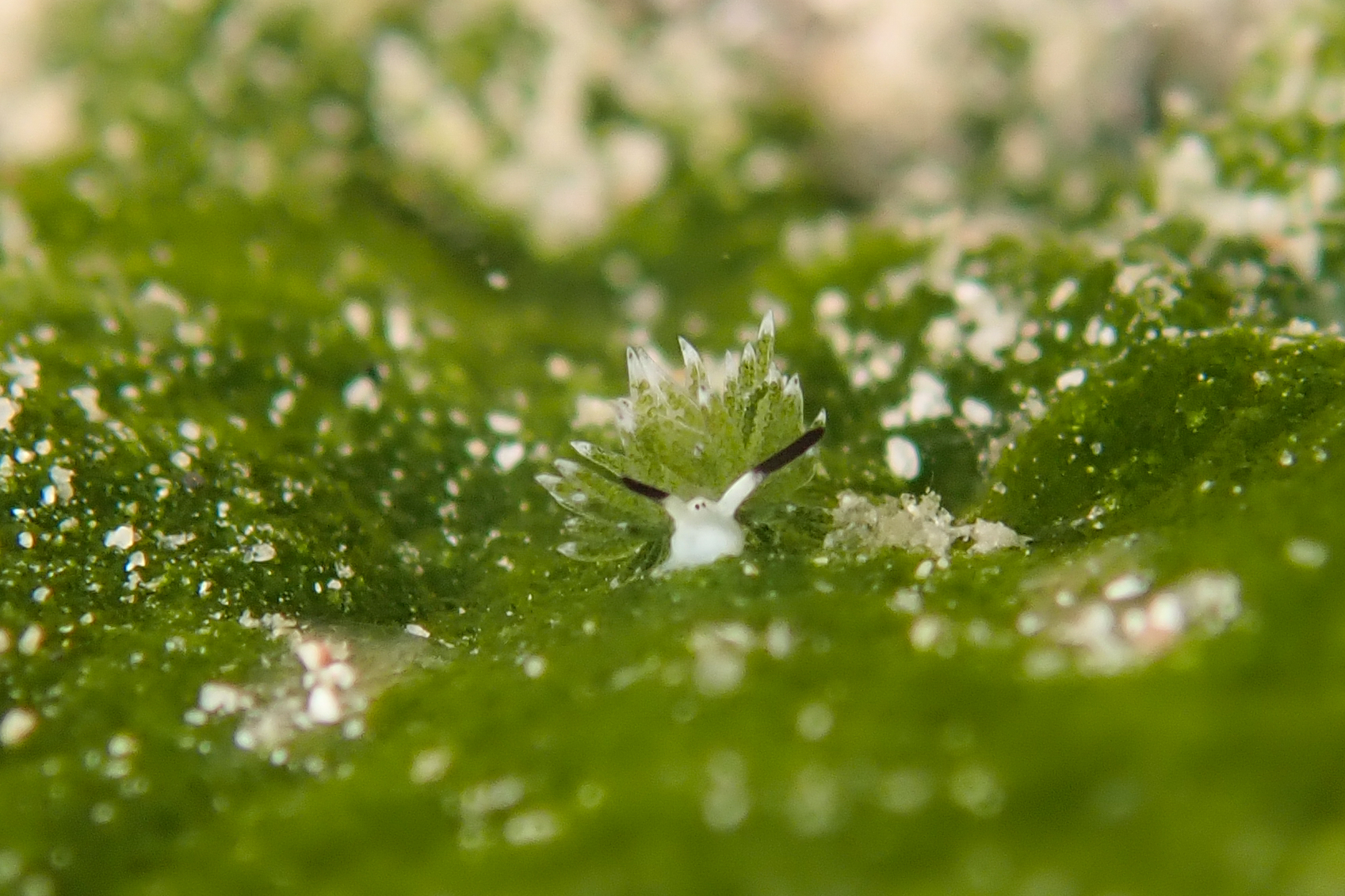 ウサギモウミウシ Costasiella usagi Ichikawa, 1993