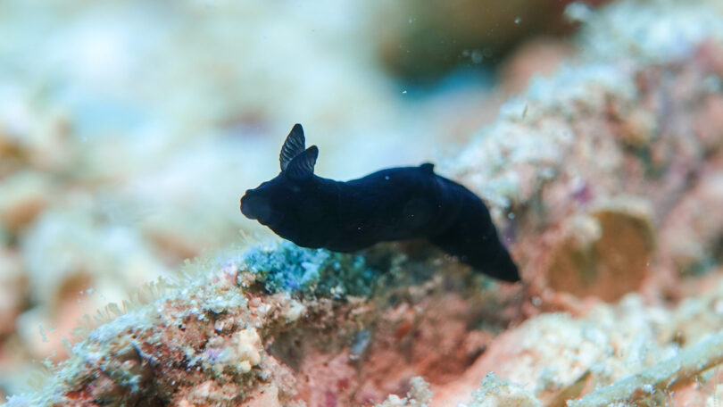 スミゾメキヌハダウミウシ Gymnodoris nigricolor Baba, 1960