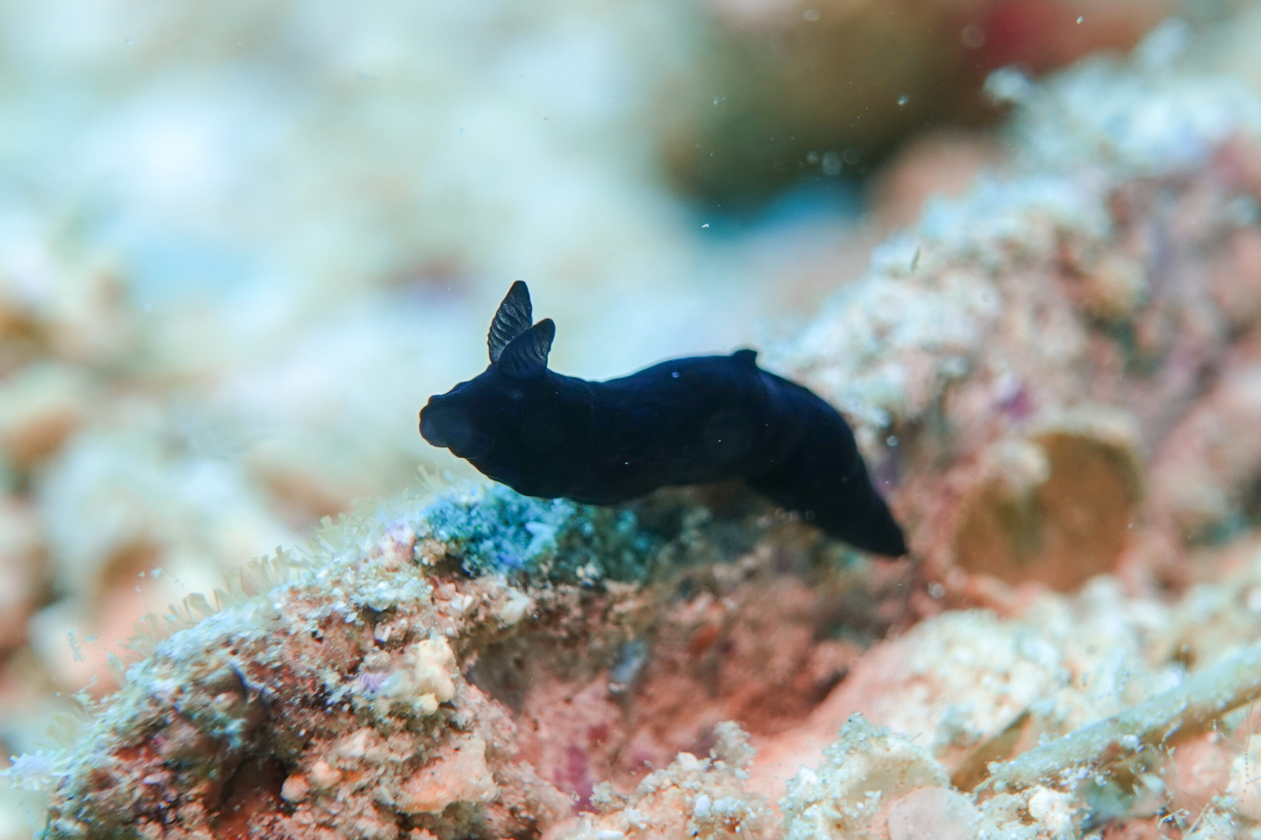 スミゾメキヌハダウミウシ Gymnodoris nigricolor Baba, 1960