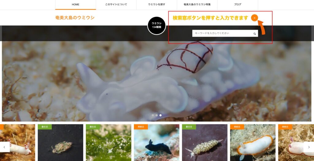 ウミウシを探す