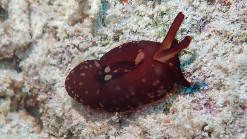 チギレフシエラガイ Tomoberthella martensi (Pilsbry, 1896)