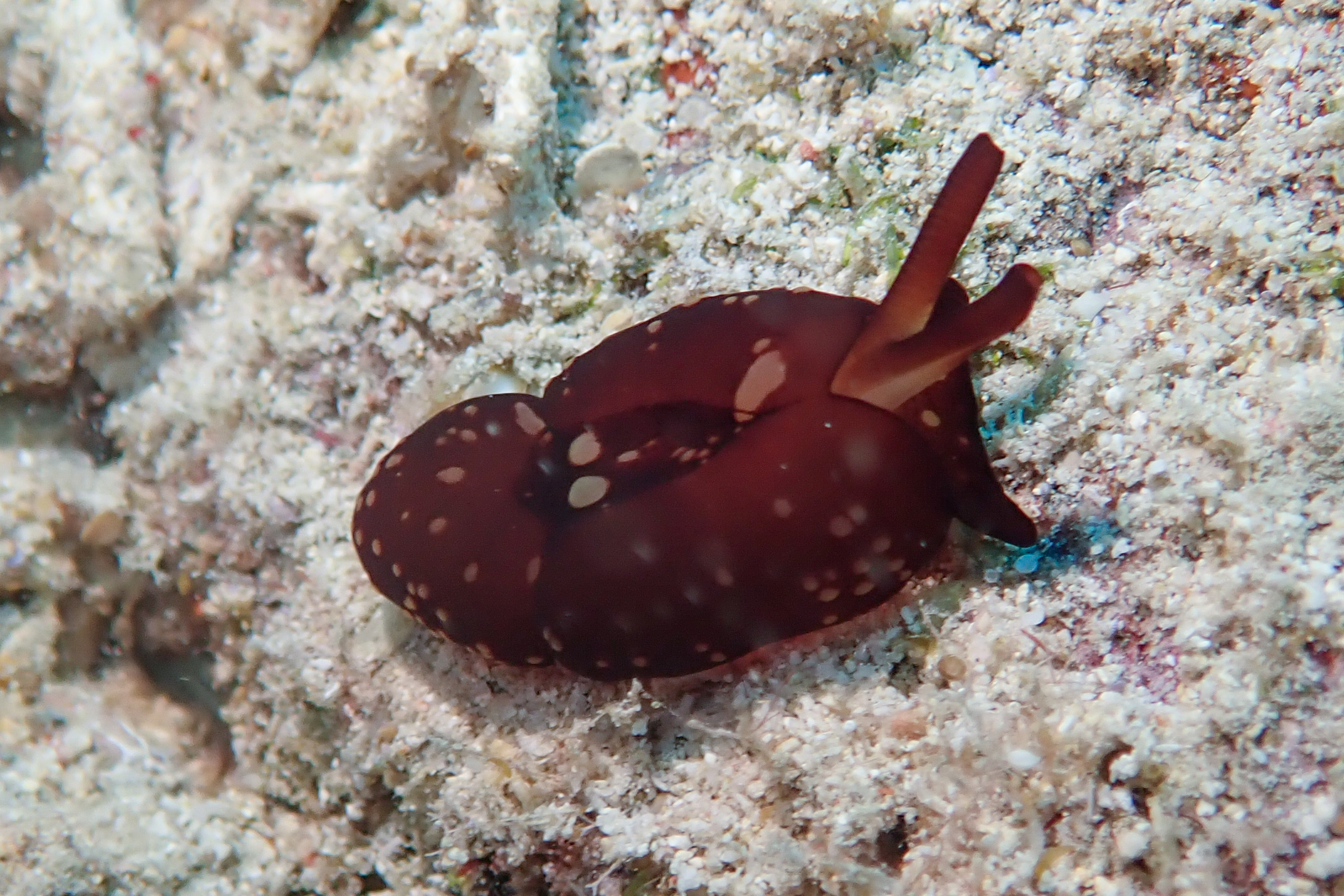 チギレフシエラガイ Tomoberthella martensi (Pilsbry, 1896)