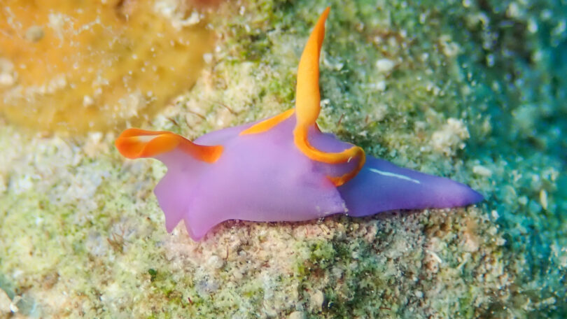 ムラサキウミコチョウ Sagaminopteron ornatum Tokita & Baba, 1964