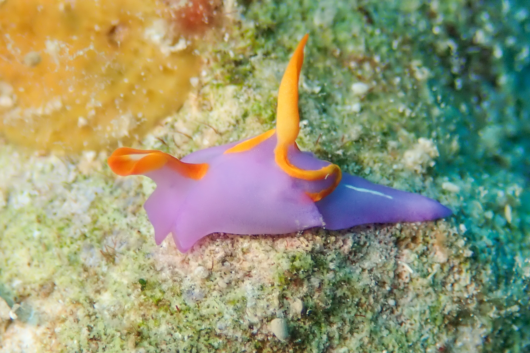 ムラサキウミコチョウ Sagaminopteron ornatum Tokita & Baba, 1964