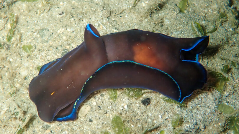 アオフチキセワタ Tubulophilinopsis gardineri (Eliot, 1903)