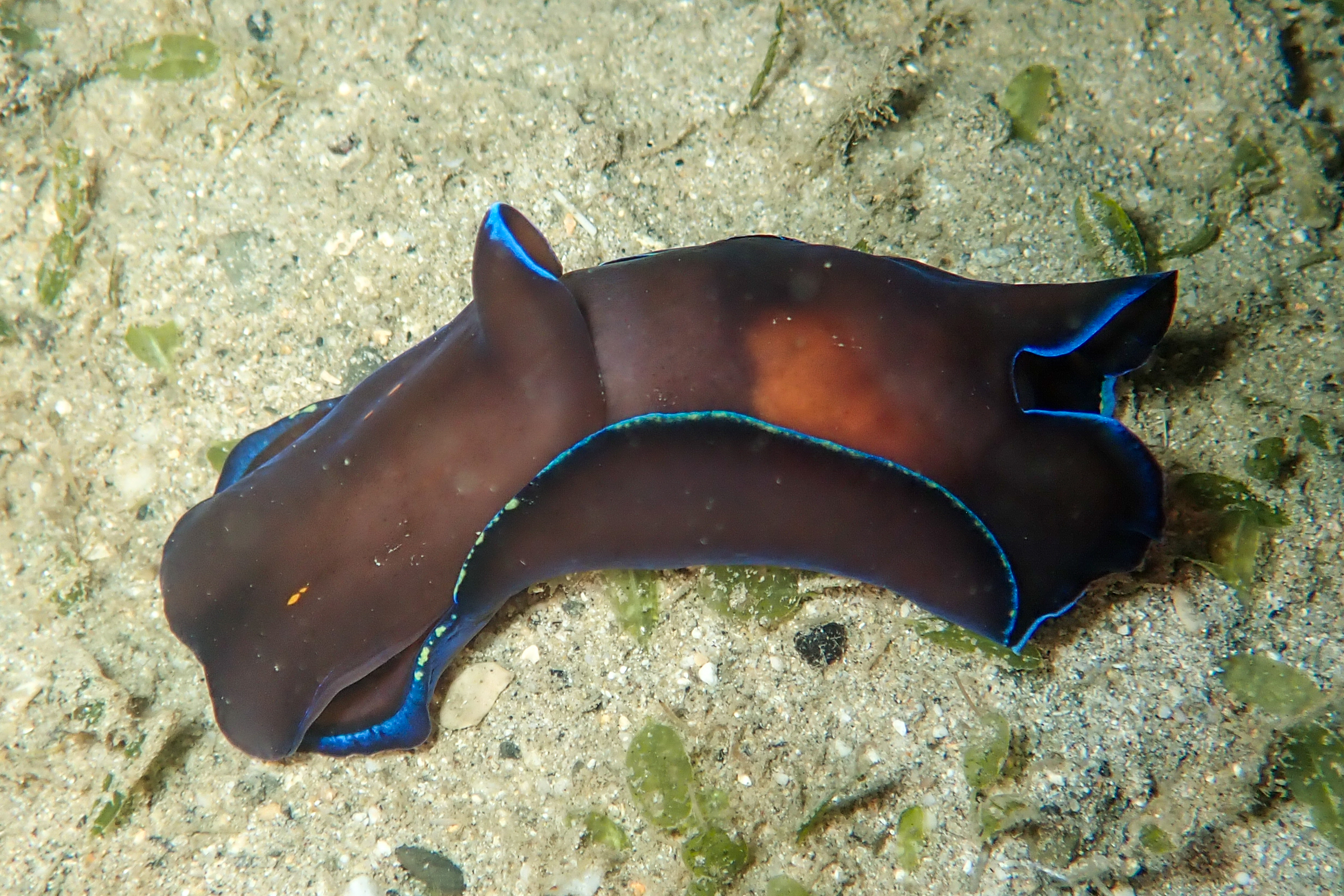 アオフチキセワタ Tubulophilinopsis gardineri (Eliot, 1903)