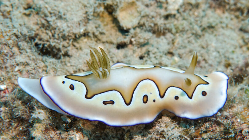 シラナミイロウミウシ Goniobranchus coi (Risbec, 1956)