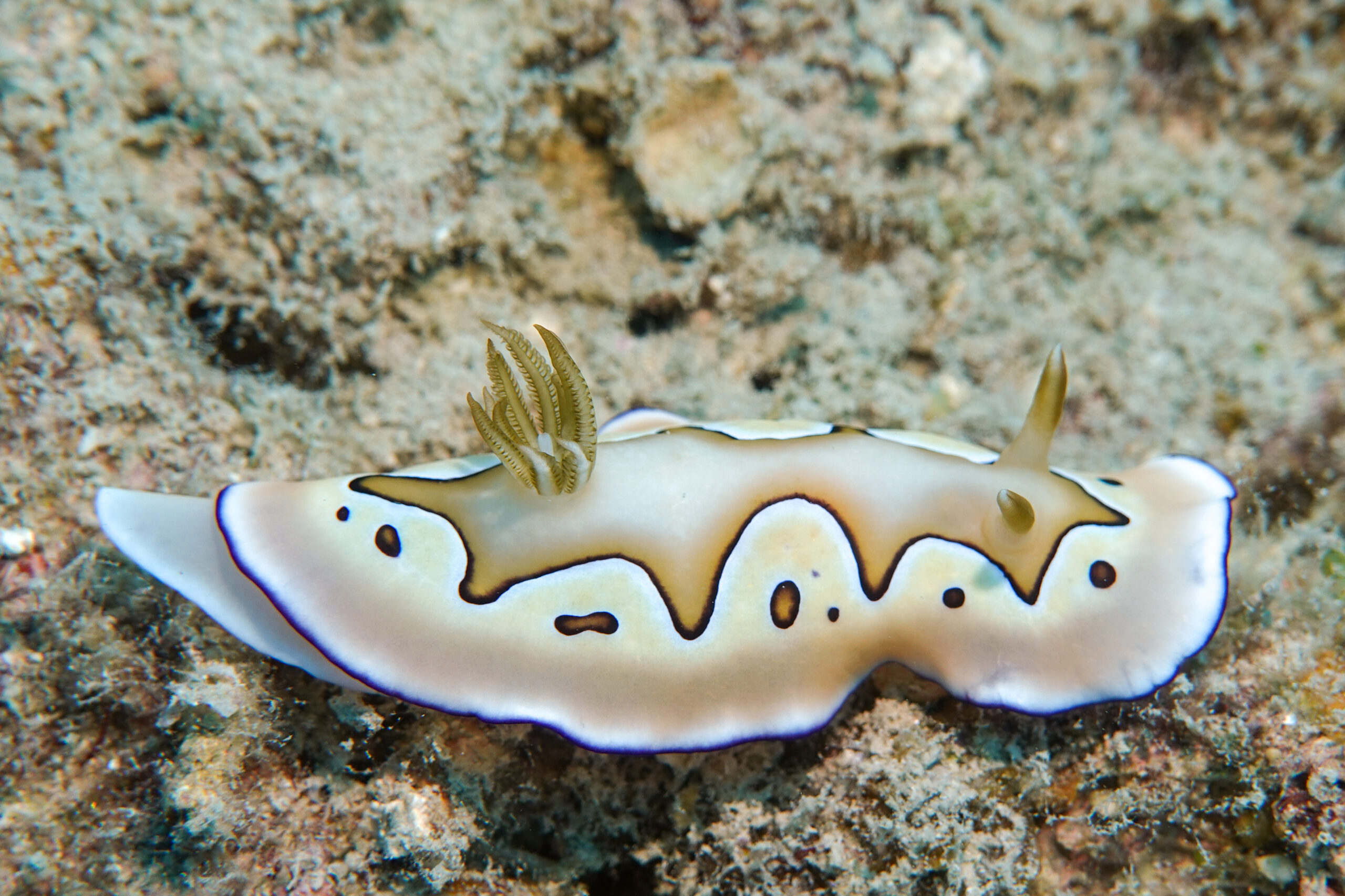 シラナミイロウミウシ Goniobranchus coi (Risbec, 1956)