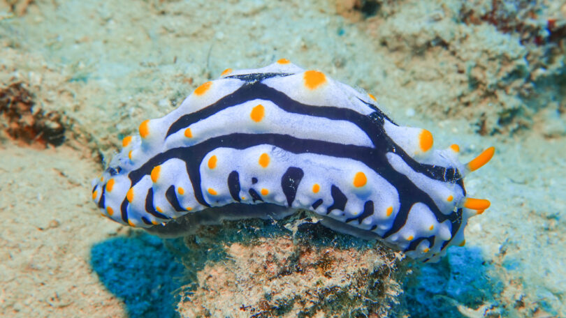 タテヒダイボウミウシ Phyllidia varicosa Lamarck, 1801