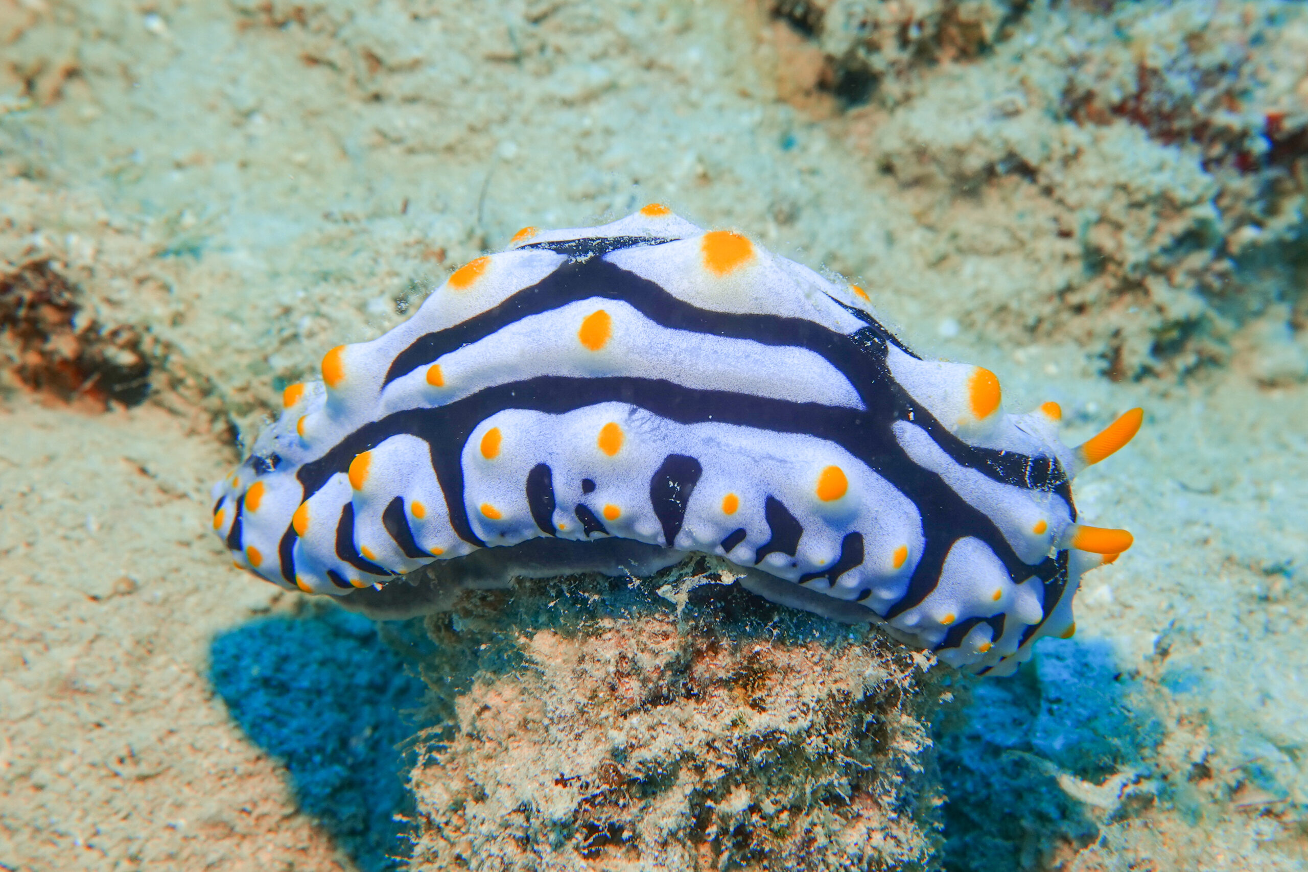 タテヒダイボウミウシ Phyllidia varicosa Lamarck, 1801