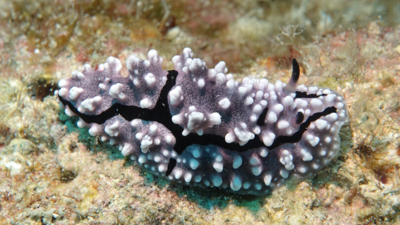 ハイイロイボウミウシ Phyllidiella granulata Brunckhorst, 1993