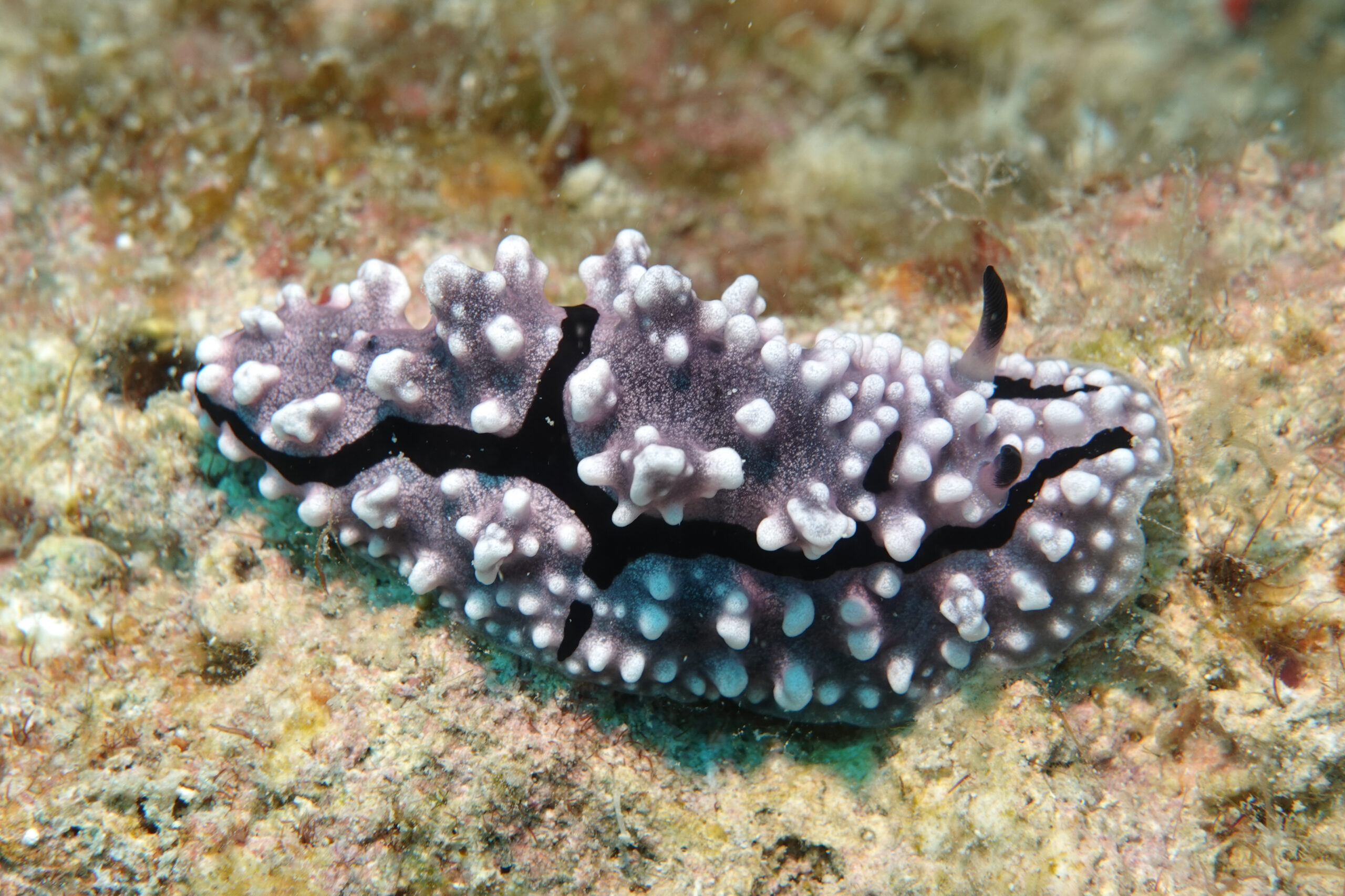 ハイイロイボウミウシ Phyllidiella granulata Brunckhorst, 1993