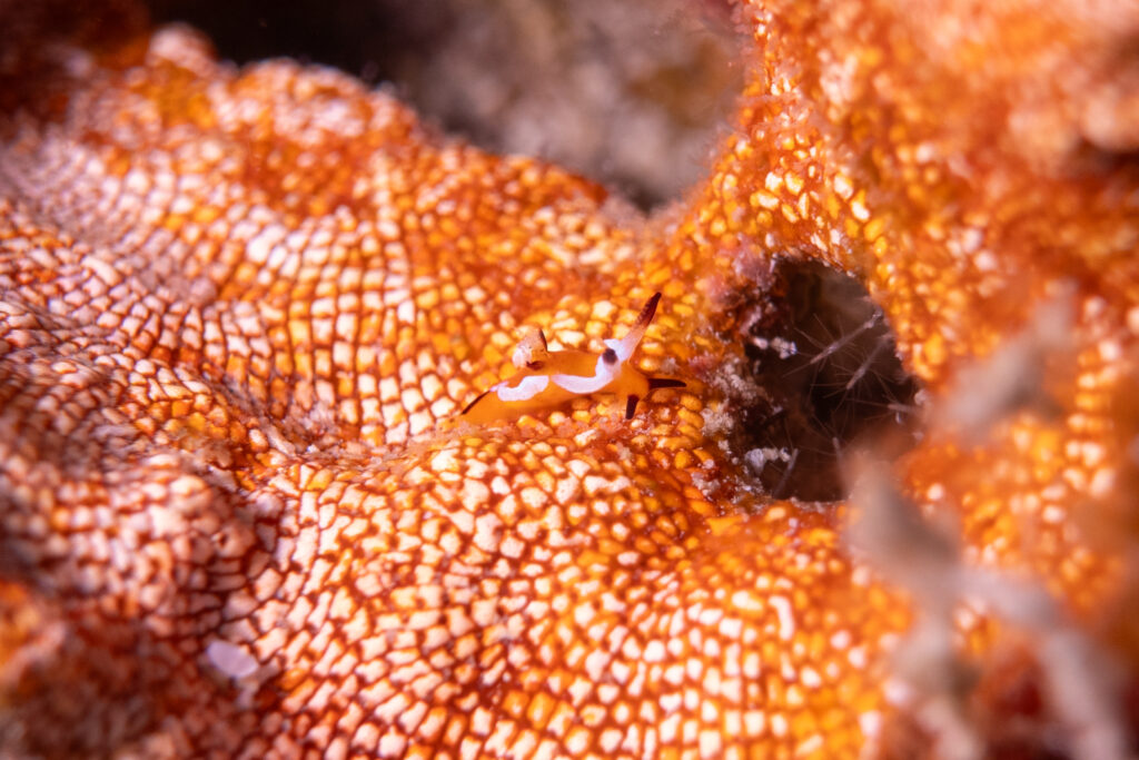 トラパニア・カヘル Trapania kahel Smirnoff, Donohoo & Gosliner, 2022