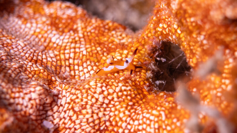 トラパニア・カヘル Trapania kahel Smirnoff, Donohoo & Gosliner, 2022