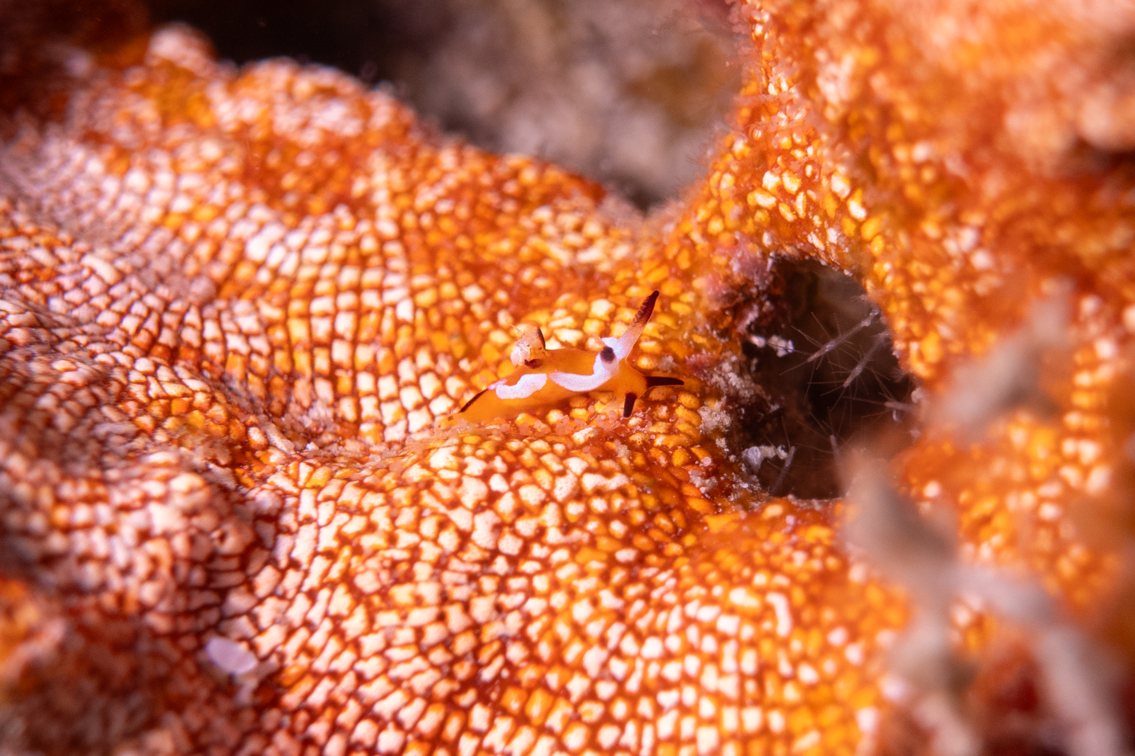 トラパニア・カヘル Trapania kahel Smirnoff, Donohoo & Gosliner, 2022