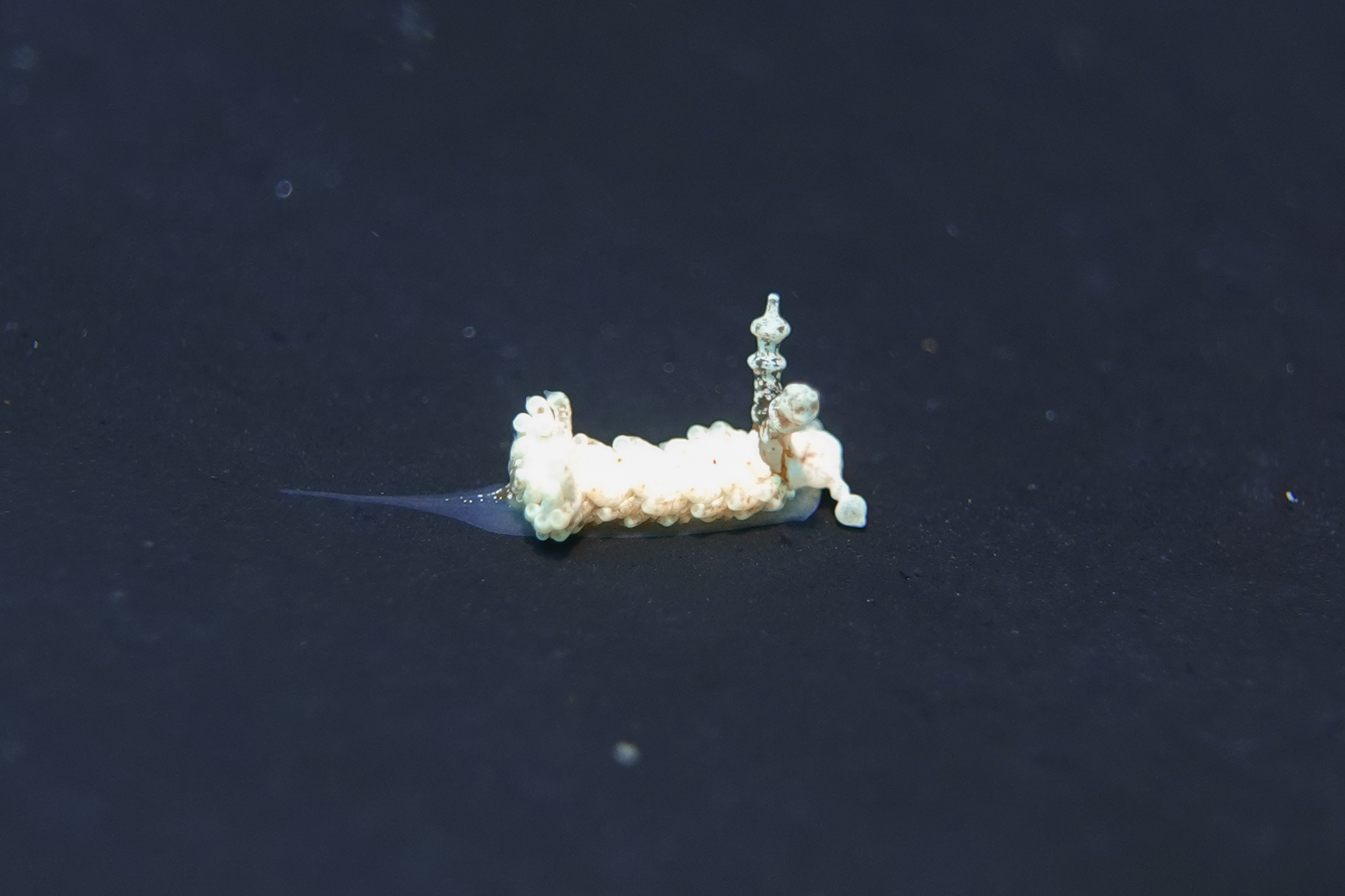 シロミノウミウシ Bulbaeolidia alba (Risbec, 1928)