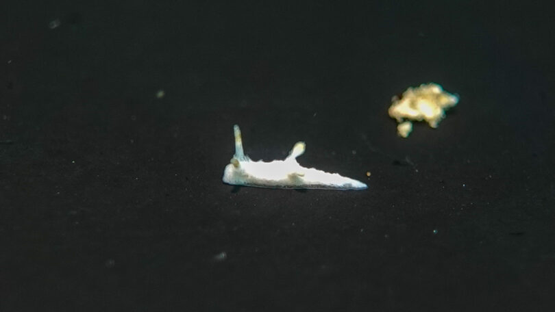 マーフィドーリス・マラカブランチア Murphydoris maracabranchia Paz-Sedano, Smirnoff, Candás, Gosliner & Pola, 2022