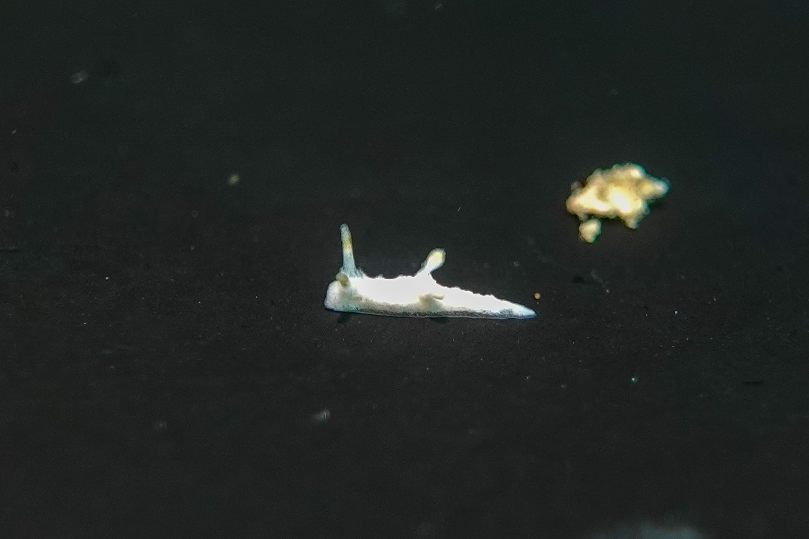 マーフィドーリス・マラカブランチア Murphydoris maracabranchia Paz-Sedano, Smirnoff, Candás, Gosliner & Pola, 2022