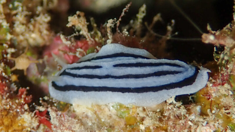 シロウネイボウミウシ Phyllidiopsis xishaensis (Lin, 1983)