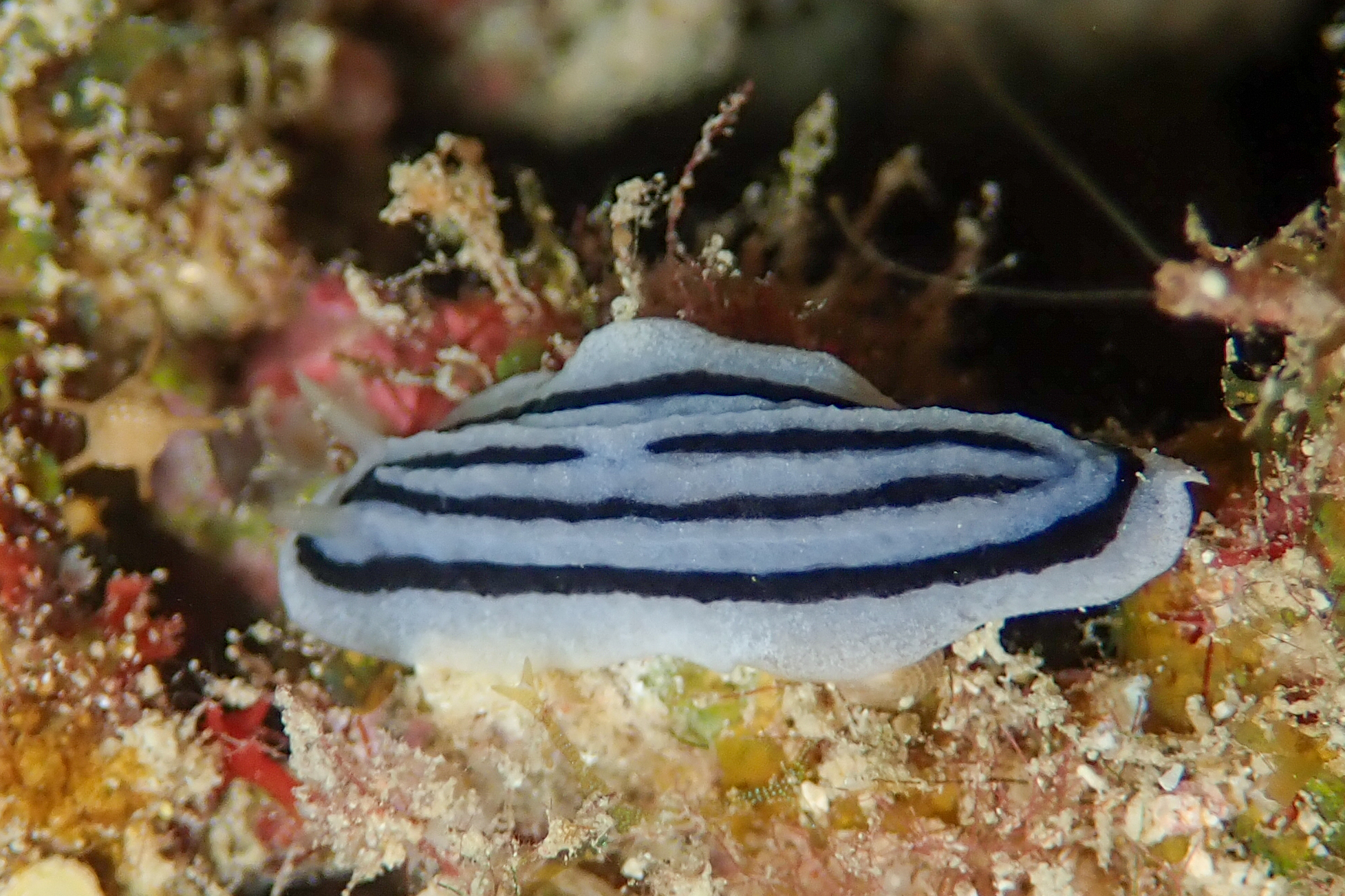 シロウネイボウミウシ Phyllidiopsis xishaensis (Lin, 1983)