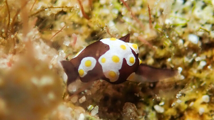 トンプソンアワツブガイ Colpodaspis thompsoni G. H. Brown, 1979