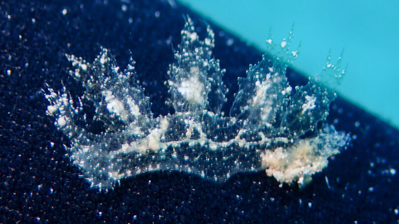 マツゲメリベウミウシ Melibe engeli Risbec, 1937