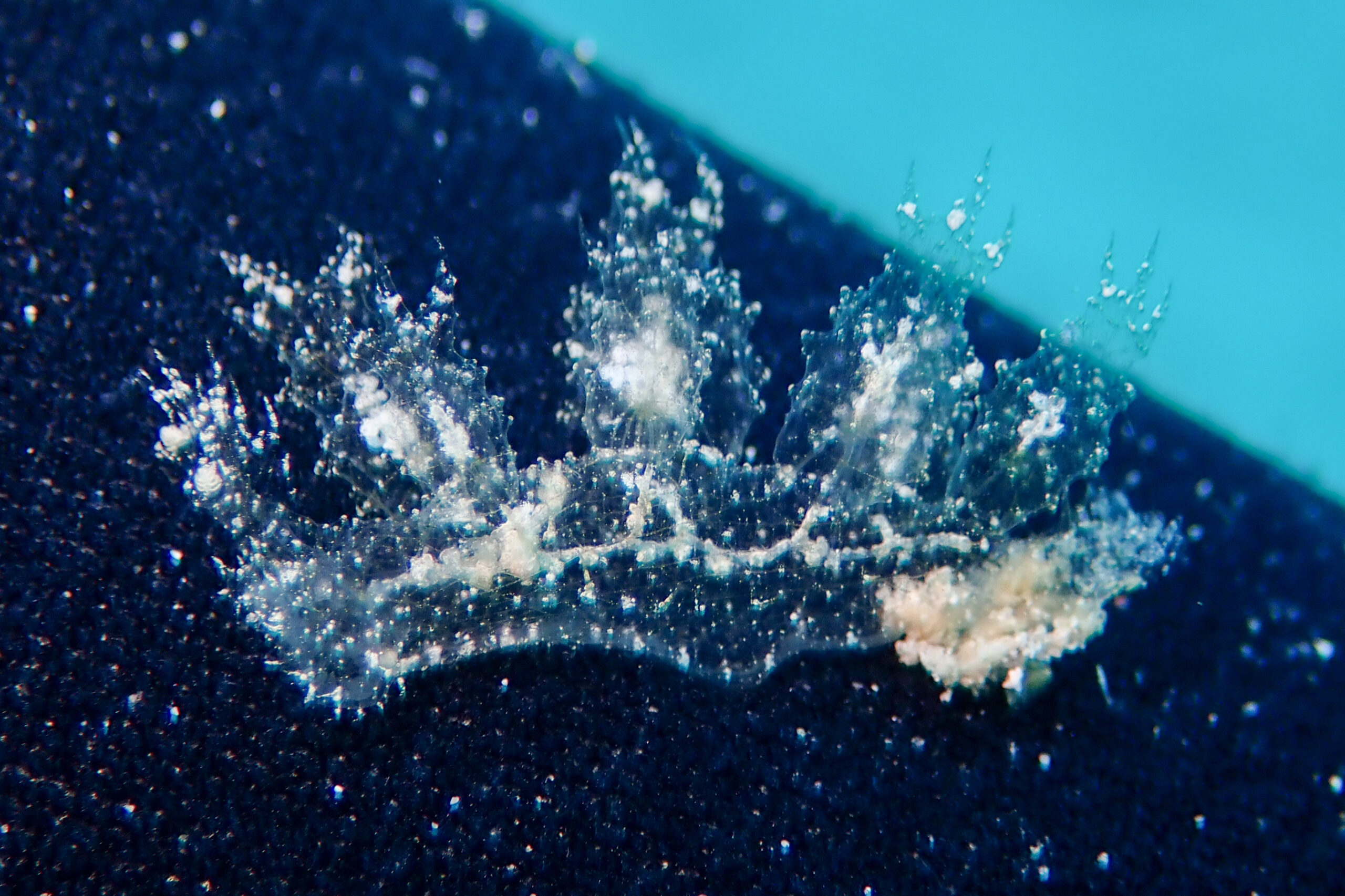 マツゲメリベウミウシ Melibe engeli Risbec, 1937