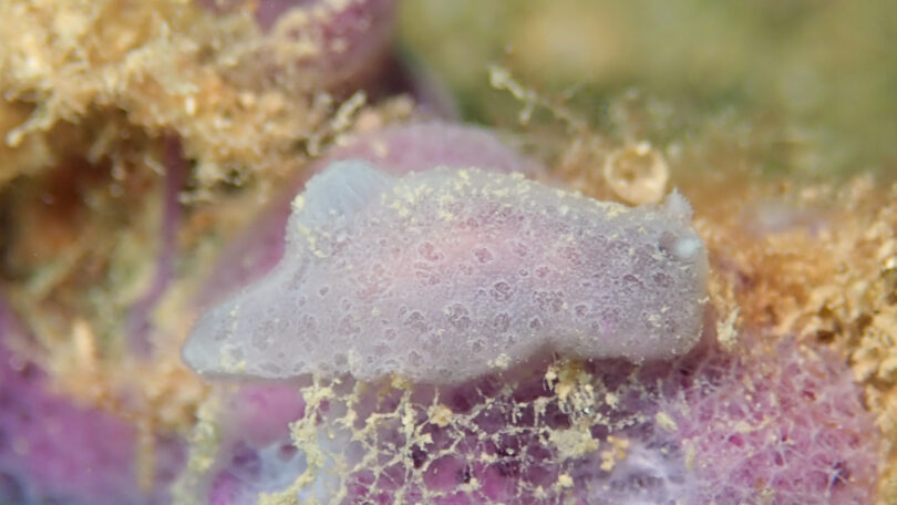 アオサメハダウミウシ Jorunna sp. 3