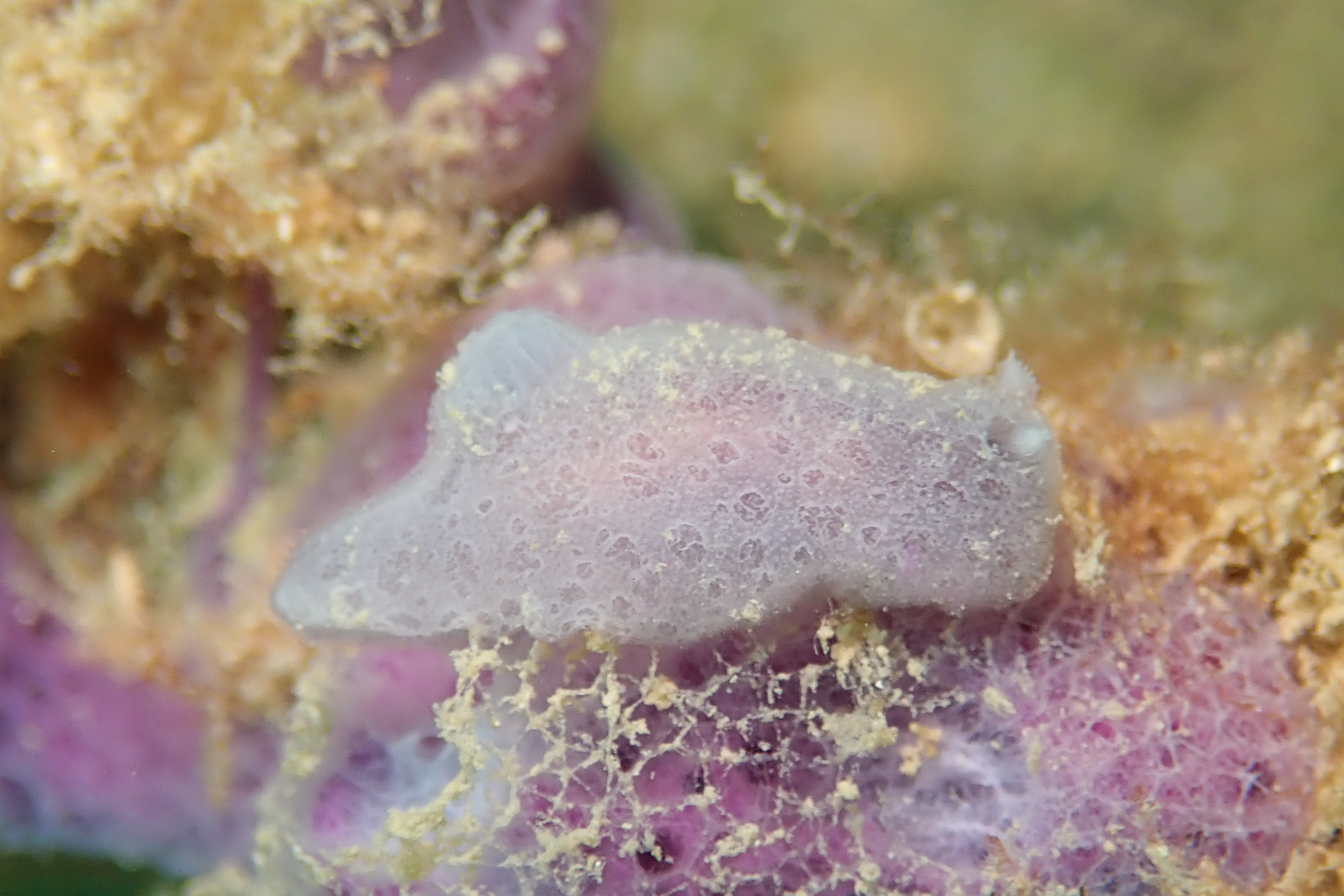 アオサメハダウミウシ Jorunna sp. 3