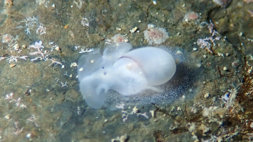 クロスジシボリ Bullina vitrea Pease, 1860