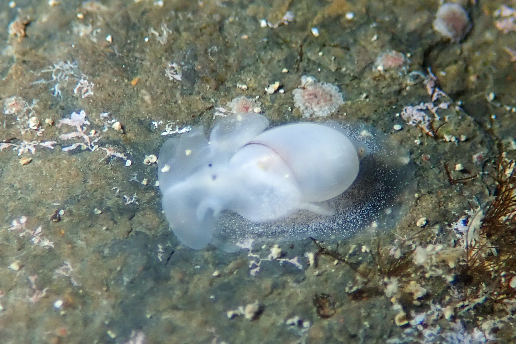 クロスジシボリ Bullina vitrea Pease, 1860