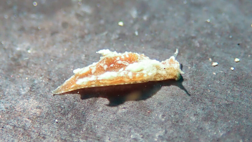 キスマークミドリガイ Elysia mercieri (Pruvot - Fol, 1930)