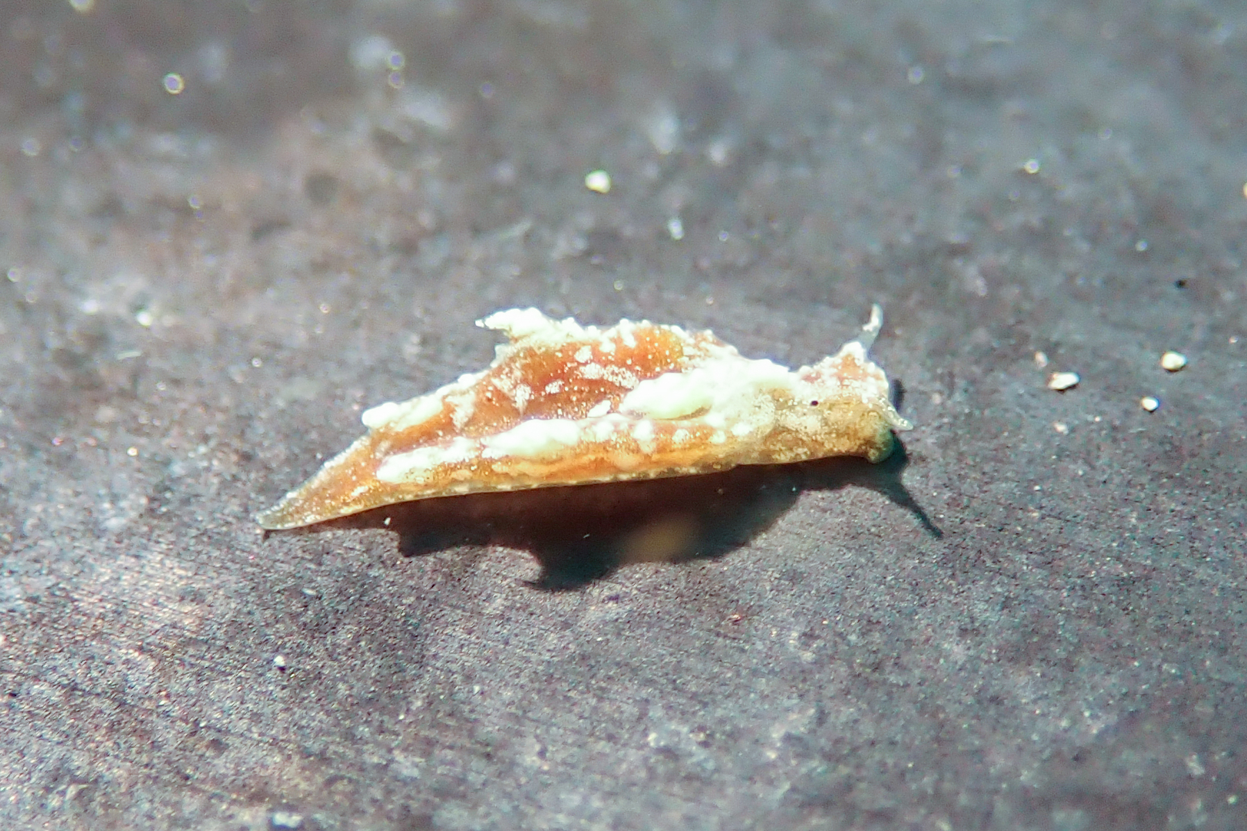 キスマークミドリガイ Elysia mercieri (Pruvot – Fol, 1930)